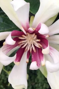 Venus White Sweetshrub (Calycanthus) - 3 Gallon Pot