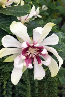 Venus White Sweetshrub (Calycanthus) - 3 Gallon Pot -Blossom Grove Store Sweetshrub Venus White 3
