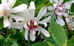 Venus White Sweetshrub (Calycanthus) - 3 Gallon Pot -Blossom Grove Store Sweetshrub Venus White 4