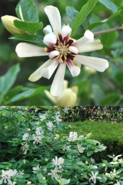 Venus White Sweetshrub (Calycanthus) - 3 Gallon Pot -Blossom Grove Store Sweetshrub Venus White 5