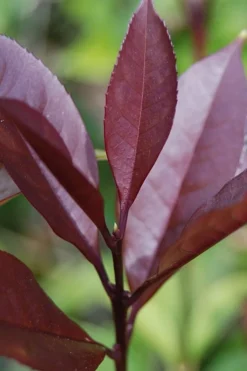 Apricot Echo Tea Olive - Osmanthus Fragrans Aurantiacus - 3 Gallon Pot -Blossom Grove Store Tea Olive Apricot Echo 4