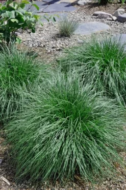 Tufted Hair Grass (Deschampsia Cespitosa) - 1 Gallon Pot -Blossom Grove Store Tufted Hair Grass 14