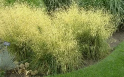 Tufted Hair Grass (Deschampsia Cespitosa) - 1 Gallon Pot -Blossom Grove Store Tufted Hair Grass 19