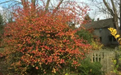 Fragrant Mohawk Viburnum Burkwoodi - 1 Gallon Pot -Blossom Grove Store Viburnum Mohawk 10