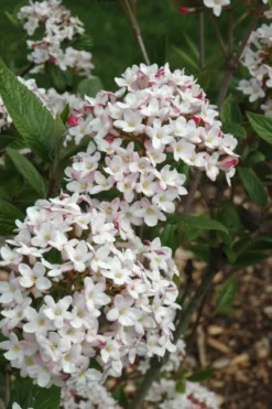 Fragrant Mohawk Viburnum Burkwoodi - 1 Gallon Pot -Blossom Grove Store Viburnum Mohawk 4