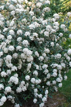 Fragrant Mohawk Viburnum Burkwoodi - 1 Gallon Pot -Blossom Grove Store Viburnum Mohawk 5