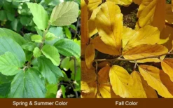 Yellow American Witch Hazel - Hamamelis Virginiana - 2.5 Gallon Pot 14 Yellow American Witch Hazel - Hamamelis Virginiana - 2.5 Gallon Pot -Blossom Grove Store Witch Hazel Common American 10