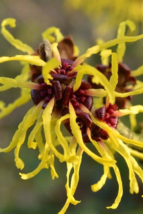 Yellow American Witch Hazel - Hamamelis Virginiana - 2.5 Gallon Pot 1 Yellow American Witch Hazel - Hamamelis Virginiana - 2.5 Gallon Pot