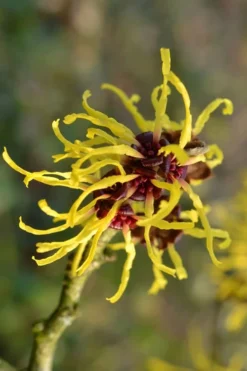 Yellow American Witch Hazel - Hamamelis Virginiana - 2.5 Gallon Pot 16 Yellow American Witch Hazel - Hamamelis Virginiana - 2.5 Gallon Pot -Blossom Grove Store Witch hazel Common American Yellow 2