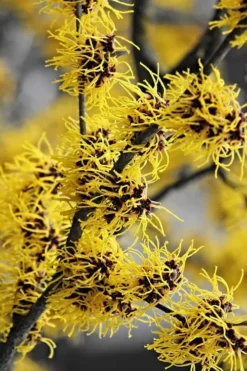 Yellow American Witch Hazel - Hamamelis Virginiana - 2.5 Gallon Pot 13 Yellow American Witch Hazel - Hamamelis Virginiana - 2.5 Gallon Pot -Blossom Grove Store Witch hazel Common American Yellow 3