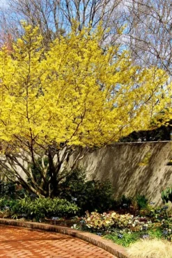 Yellow American Witch Hazel - Hamamelis Virginiana - 2.5 Gallon Pot 12 Yellow American Witch Hazel - Hamamelis Virginiana - 2.5 Gallon Pot -Blossom Grove Store Witch hazel Common American Yellow 5