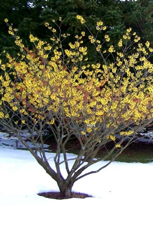 Yellow American Witch Hazel - Hamamelis Virginiana - 2.5 Gallon Pot 9 Yellow American Witch Hazel - Hamamelis Virginiana - 2.5 Gallon Pot - Image 9