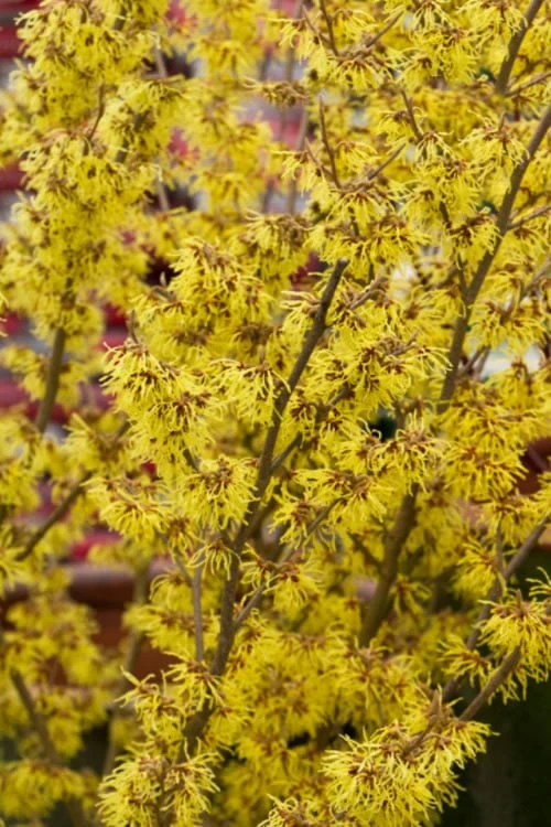 Yellow American Witch Hazel - Hamamelis Virginiana - 2.5 Gallon Pot 7 Yellow American Witch Hazel - Hamamelis Virginiana - 2.5 Gallon Pot - Image 7