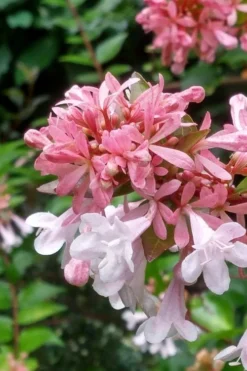 Canyon Creek Abelia - 3 Gallon Pot -Blossom Grove Store abelia grandiflora canyon creek 3