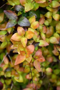 Canyon Creek Abelia - 3 Gallon Pot -Blossom Grove Store abelia grandiflora canyon creek 4
