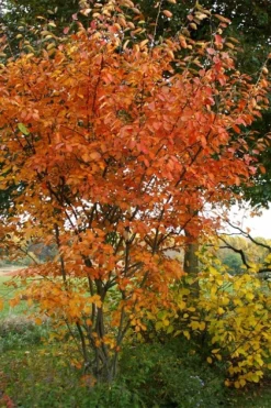 Shadblow Serviceberry Tree (Amelanchier Canadensis) - 5 Gallon Pot -Blossom Grove Store amelanchier arborea shadblow serviceberry fall foliage