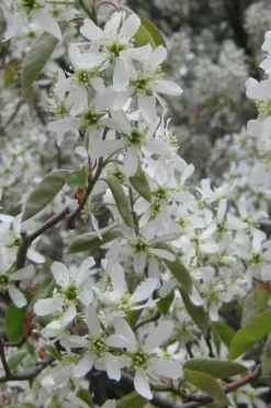 Shadblow Serviceberry Tree (Amelanchier Canadensis) - 5 Gallon Pot -Blossom Grove Store amelanchier arborea shadblow serviceberry flowers 4