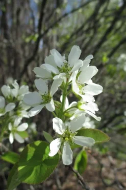 Shadblow Serviceberry Tree (Amelanchier Canadensis) - 5 Gallon Pot -Blossom Grove Store amelanchier arborea shadblow serviceberry flowers 5