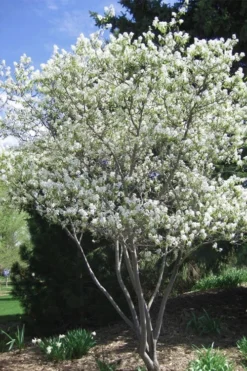 Shadblow Serviceberry Tree (Amelanchier Canadensis) - 5 Gallon Pot -Blossom Grove Store amelanchier arborea shadblow serviceberry tree 2