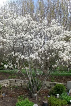 Shadblow Serviceberry Tree (Amelanchier Canadensis) - 5 Gallon Pot -Blossom Grove Store amelanchier arborea shadblow serviceberry tree 3