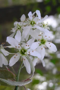 Autumn Brilliance Serviceberry Tree - 1 Gallon Pot 13 Autumn Brilliance Serviceberry Tree - 1 Gallon Pot -Blossom Grove Store amelanchier grandiflora autumn brilliance serviceberry 1