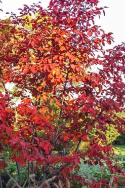 Autumn Brilliance Serviceberry Tree - 1 Gallon Pot 17 Autumn Brilliance Serviceberry Tree - 1 Gallon Pot -Blossom Grove Store amelanchier grandiflora autumn brilliance serviceberry 3