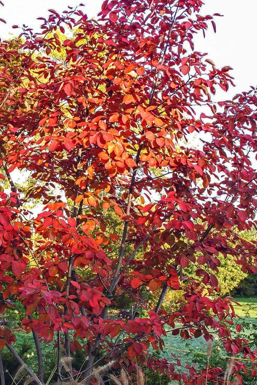 Autumn Brilliance Serviceberry Tree - 1 Gallon Pot 9 Autumn Brilliance Serviceberry Tree - 1 Gallon Pot - Image 9