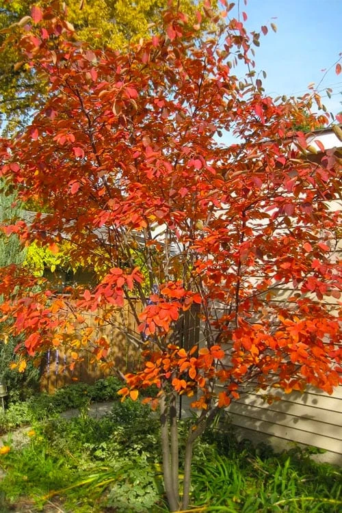Autumn Brilliance Serviceberry Tree - 1 Gallon Pot 1 Autumn Brilliance Serviceberry Tree - 1 Gallon Pot