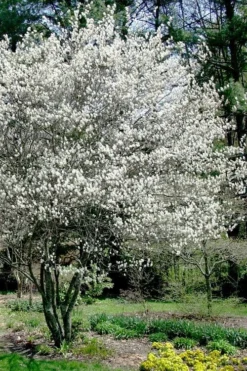 Autumn Brilliance Serviceberry Tree - 1 Gallon Pot 16 Autumn Brilliance Serviceberry Tree - 1 Gallon Pot -Blossom Grove Store amelanchier grandiflora autumn brilliance serviceberry 5