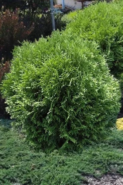 Tom Thumb Dwarf Globe Arborvitae - 3 Gallon Pot -Blossom Grove Store arborvitae thom thumb 11