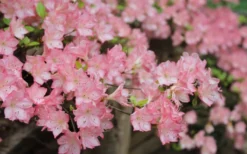 Amy Azalea - 3 Gallon Pot -Blossom Grove Store azalea amy 8