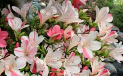 Astronaut Azalea - 3 Gallon Pot -Blossom Grove Store azalea astronaut 3