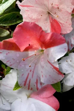 Astronaut Azalea - 3 Gallon Pot -Blossom Grove Store azalea astronaut 4