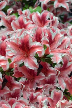 Ben Morrison Azalea - 2 Gallon Pot -Blossom Grove Store azalea ben morrison 1