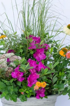 Echo Bloom 'N Again Azalea - 2 Gallon Pot -Blossom Grove Store azalea bloom n again augusta echo 4