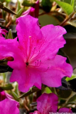 Echo Bloom 'N Again Azalea - 2 Gallon Pot