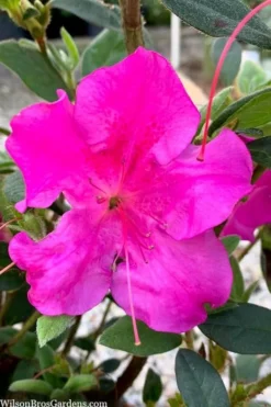 Echo Bloom 'N Again Azalea - 2 Gallon Pot -Blossom Grove Store azalea bloom n again augusta echo 7