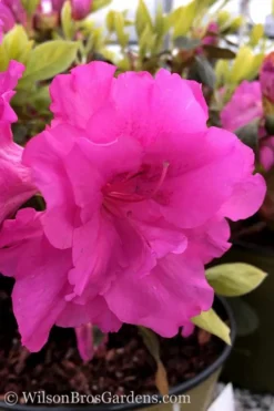 Lavender Twist Bloom 'N Again Azalea - 2 Gallon Pot