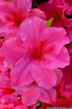 Pink Explosion Bloom 'N Again Azalea - 2 Gallon Pot -Blossom Grove Store azalea bloom n again pink explosion 12