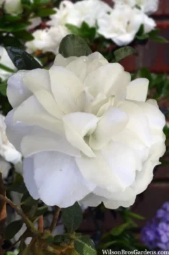 Snowball Bloom 'N Again Azalea - 2 Gallon Pot -Blossom Grove Store azalea bloom n again snowball 13