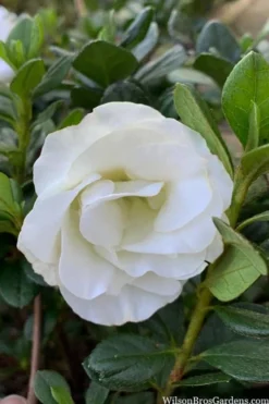 Snowball Bloom 'N Again Azalea - 2 Gallon Pot -Blossom Grove Store azalea bloom n again snowball 14