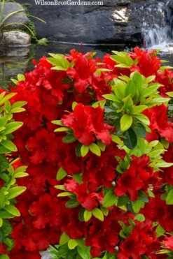 Buccaneer Red Azalea (Glenn Dale Hydrid) - 2 Gallon Pot -Blossom Grove Store azalea buccaneer 2