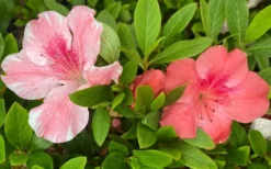 Lady Cavendish Azalea - 3 Gallon Pot 9 Lady Cavendish Azalea - 3 Gallon Pot -Blossom Grove Store azalea cavendish 2