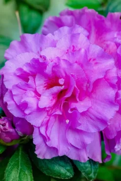 Autumn Majesty Encore Azalea - 3 Gallon Pot -Blossom Grove Store azalea encore autumn majesty 12