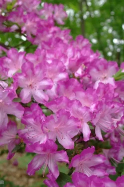 Fawn Azalea - 2 Gallon Pot -Blossom Grove Store azalea fawn 6