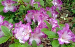 Fawn Azalea - 2 Gallon Pot -Blossom Grove Store azalea fawn 7