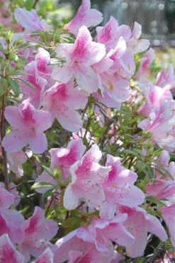 George L. Taber Southern Indica Azalea - 7 Gallon Pot -Blossom Grove Store azalea george taber 11