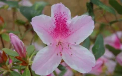George L. Taber Southern Indica Azalea - 7 Gallon Pot -Blossom Grove Store azalea george taber 13