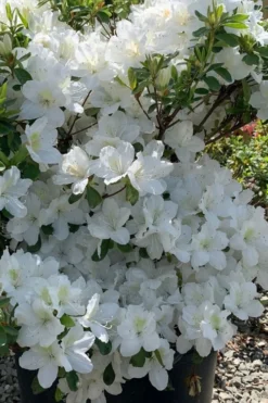 Girard's Pleasant White Azalea - 1 Gallon Pot