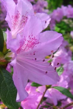 Gulf Pride Fragrant Southern Indica Azalea - 6 Pack Of 1 Gallon Pots -Blossom Grove Store azalea gulf pride 2